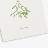 Felicitare - Mistletoe
