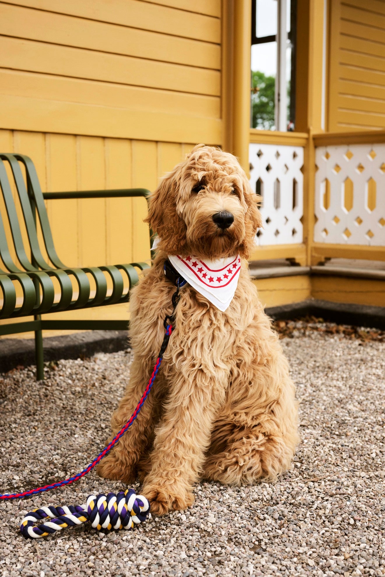 Lesa ajustabila impletita HAY Dogs - Red/ blue